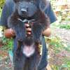 Solid Black German Shepherd Puppy thumb 0