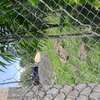 1 ACRE OF LAND IN SOFIA ESTATE HOMA BAY thumb 7