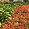 Garden Services Mombasa | Gardening & Maintenance Services.Trusted & Vetted Gardeners thumb 10