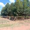1/4 plot for sale at Limuru Ndeiya 100m from tarmac. thumb 13