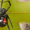 Bed Bug Exterminator Kenya Westlands, Kahawa Wendani,Muthiga thumb 9
