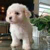 Maltese puppy for sale thumb 1