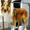 Bestcare Pet Care Services-Dog Wash,Pet Grooming,Dog Sitters,Dog Grooming,Dog Training & More.Free Consultation thumb 8