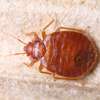 Expert Homes Fumigation & Pest control - Bed Bugs & Cockroaches control | Best Office & Domestic Cleaning Nairobi. thumb 5