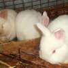 Quality Hybrid Rabbits thumb 0
