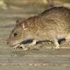 Rat Control: Expert Treatment for Rat Infestations Nairobi thumb 6