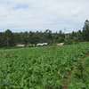 3.25 Acres Of Land For Sale in Ruku/Wangige thumb 4