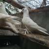Fancy pigeons thumb 1