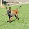 Dog Behaviour Training In Nairobi- Dog Obedience Training thumb 12