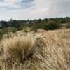 7-Acre Land with a 4-br House in Munyu,Nyeri thumb 5