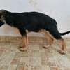 3.3 months Big Boned GSD Puppy Available thumb 4