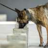 Dog Obedience Training- Best dog training in Nairobi thumb 11