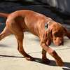 Dog Trainers | Obedience Dog Training Courses Nairobi thumb 2