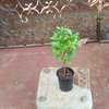 Plant A Lemon Tree In Your Backyard ! thumb 2
