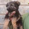 1-3 months female German shepherd puppy thumb 2