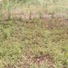 0.113 ha Commercial Land in Ngong thumb 6