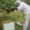 Bee Control Services | Ethical Honey Bee Removal Nairobi thumb 2