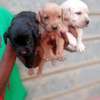 1-3 Months Labrador puppies for rehoming thumb 1