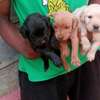 1-3 Months Labrador puppies for rehoming thumb 2
