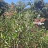 land for sale in Upper Hill thumb 3