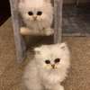 Persian kittens for sale. thumb 1
