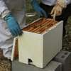 Hire a Beekeeping Service for Project - Call us today thumb 13