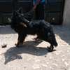 Male Long coat German Shepherd not for sale for stand thumb 1