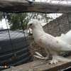 Fancy pigeons thumb 11