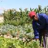 Emergency Gardeners Nairobi - 24/7 Gardening Services thumb 9