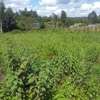 1,000 m² Land in Kikuyu Town thumb 16