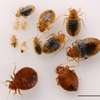 Bed Bug Extermination Experts Embakasi,Donholm,south B & C thumb 1