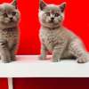 Last British Shorthair Kittens Available GCCF Registered thumb 2