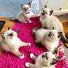 Ragdoll kittens for adoption. thumb 2