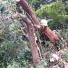 Best Tree Service in Kenya-TREE Felling and tree removal thumb 2