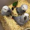 Sweet and lovely hand-reared parrots for sale thumb 0