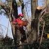 24 HR Tree trimming & pruning|Tree removal|Emergency tree services.Free quote thumb 3