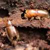 Bed Bug Extermination In Nairobi- Bed Bug Fumigation Ruaka thumb 3
