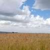 2,000 Acres Irrigated Is Available For Lease in Narok thumb 1