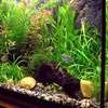 Top10 Best Aquarium Services in Nairobi thumb 2