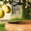 Plant A Lemon Tree In Your Backyard ! thumb 0