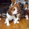Beautiful Beagle Puppies thumb 0