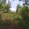 1/8 acre plots for sale - Ruiru, Kiambu thumb 0