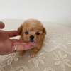 Beautiful Teacup Poodle puppies available male and female thumb 1