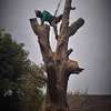 Best Tree Service in Kenya-TREE Felling and tree removal thumb 3