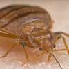 Bed Bugs Pest Control Services in Nairobi thumb 8