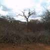 50 acres near ikoyo primary school makindu makueni county thumb 6