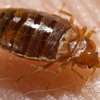 Trusted & Vetted Bed Bug Removal Professionals.Call Now thumb 1