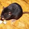 Guaranteed Rat Extermination Services In Nairobi thumb 2