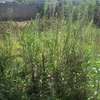 Beautiful one eighth  ( 1 / 8 ) Plots in Ongata Rongai thumb 12