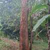 Muringa/ Moringa hardwood timber & beams thumb 1
